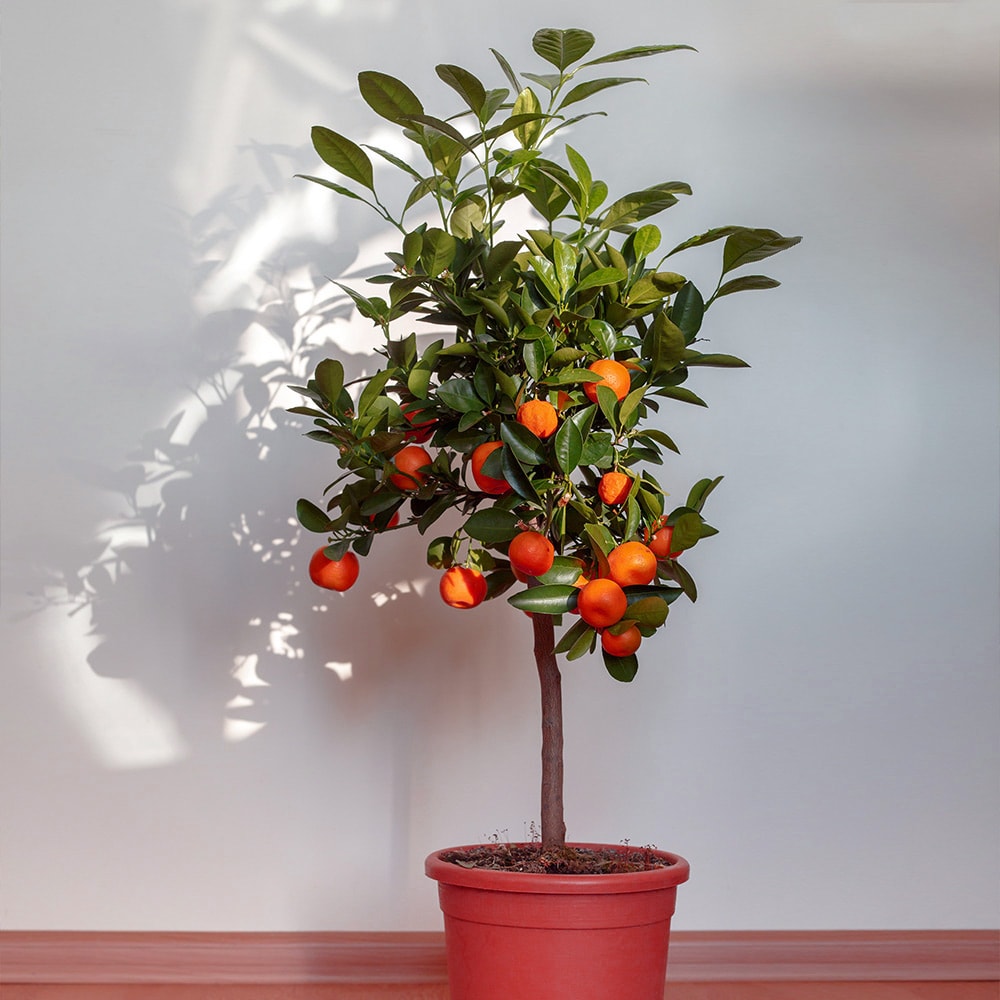 Brighter Blooms 12549 Plant in Pot