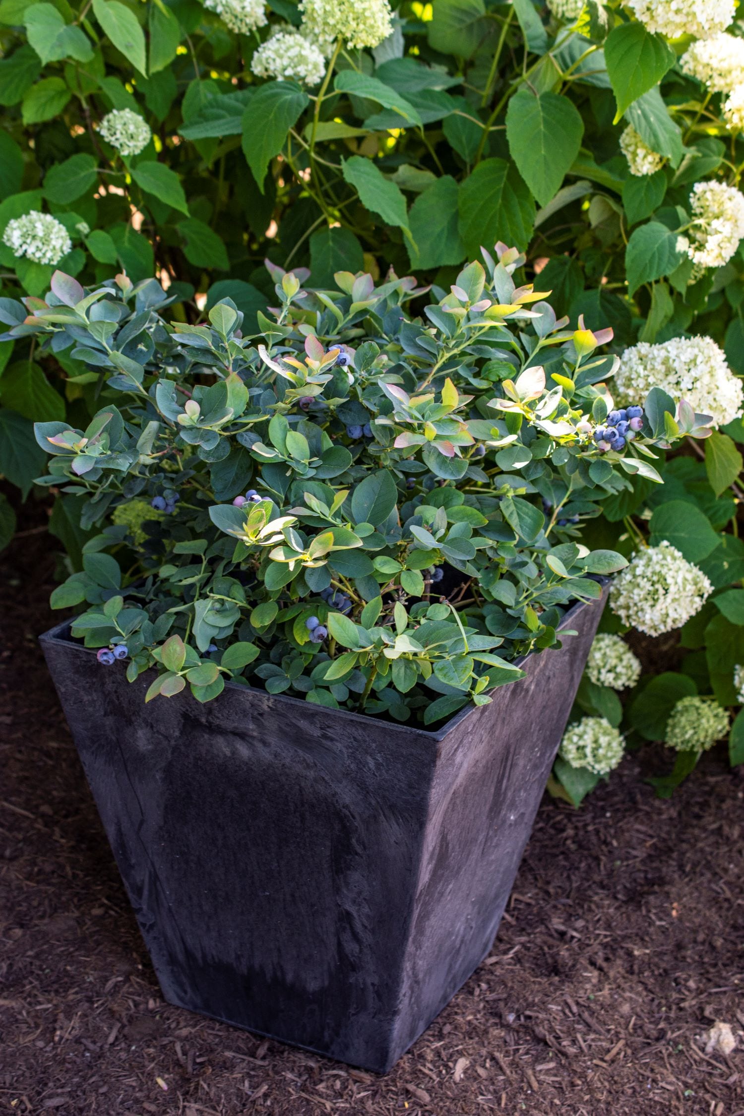 Bushel and Berry O891402 Fruit-Plants - View #4