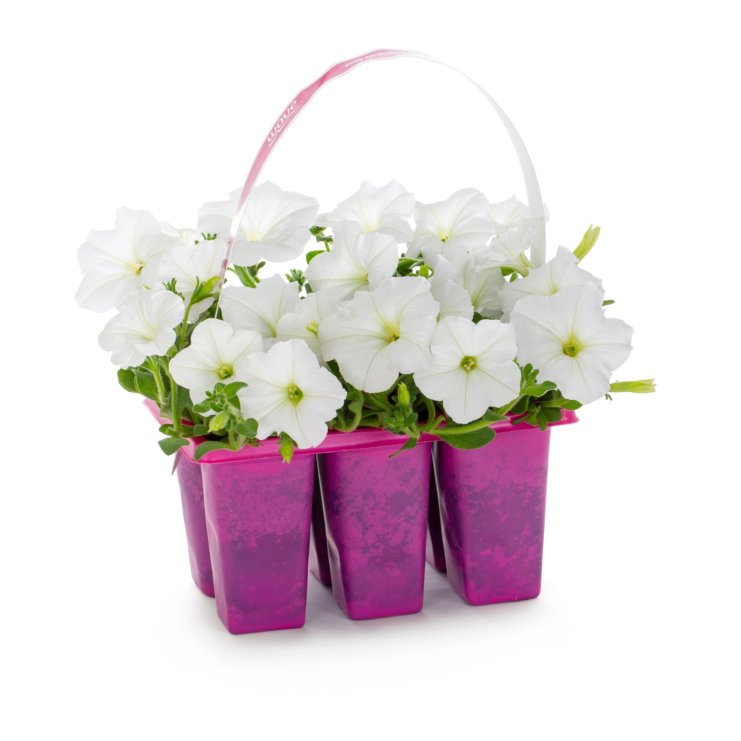 Lowe's Multicolor Petunia in 6 -Pack Pot 1 -Pack