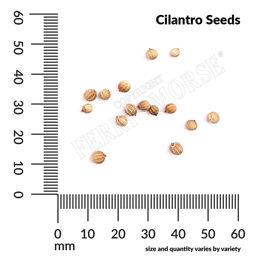 Ferry-Morse LC25.1340 Vegetable-Herb-Seeds - View #4