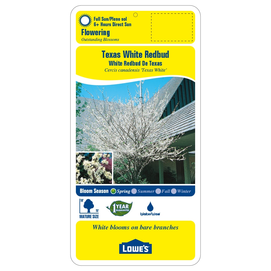 Lowe's NURSERY trees - View #2