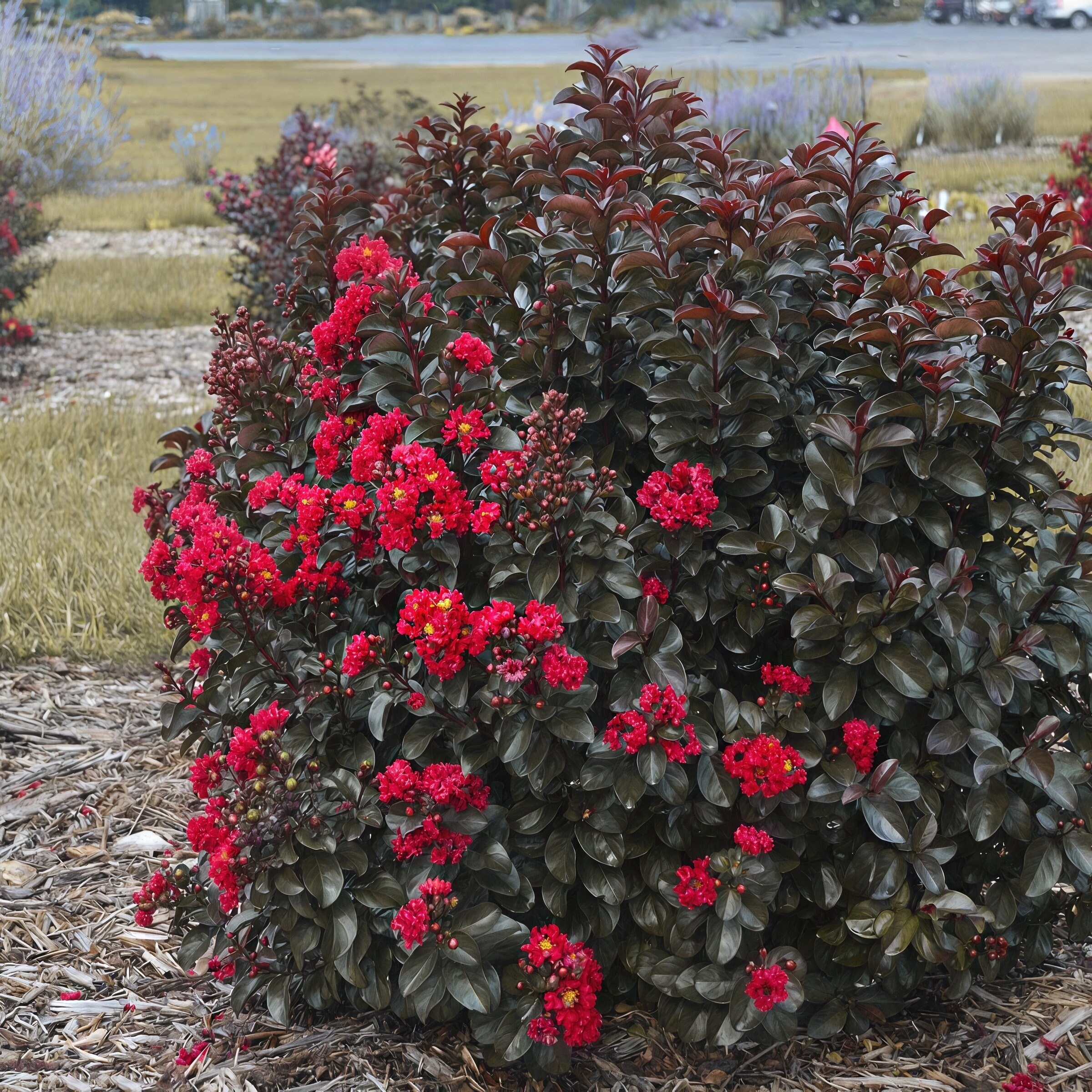 National Plant Network LW2734 trees - View #4