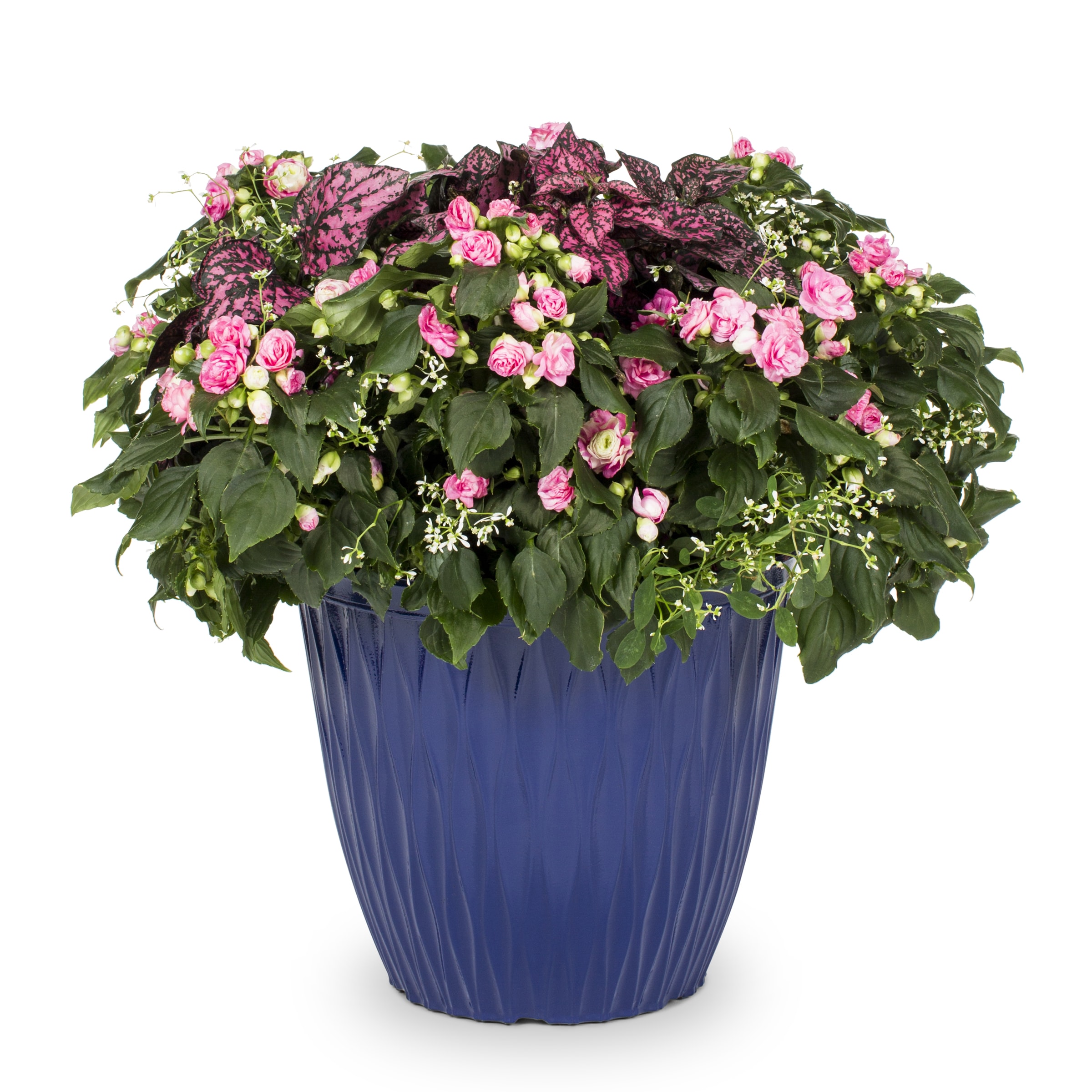 Lowe's NURSERY annuals - View #4