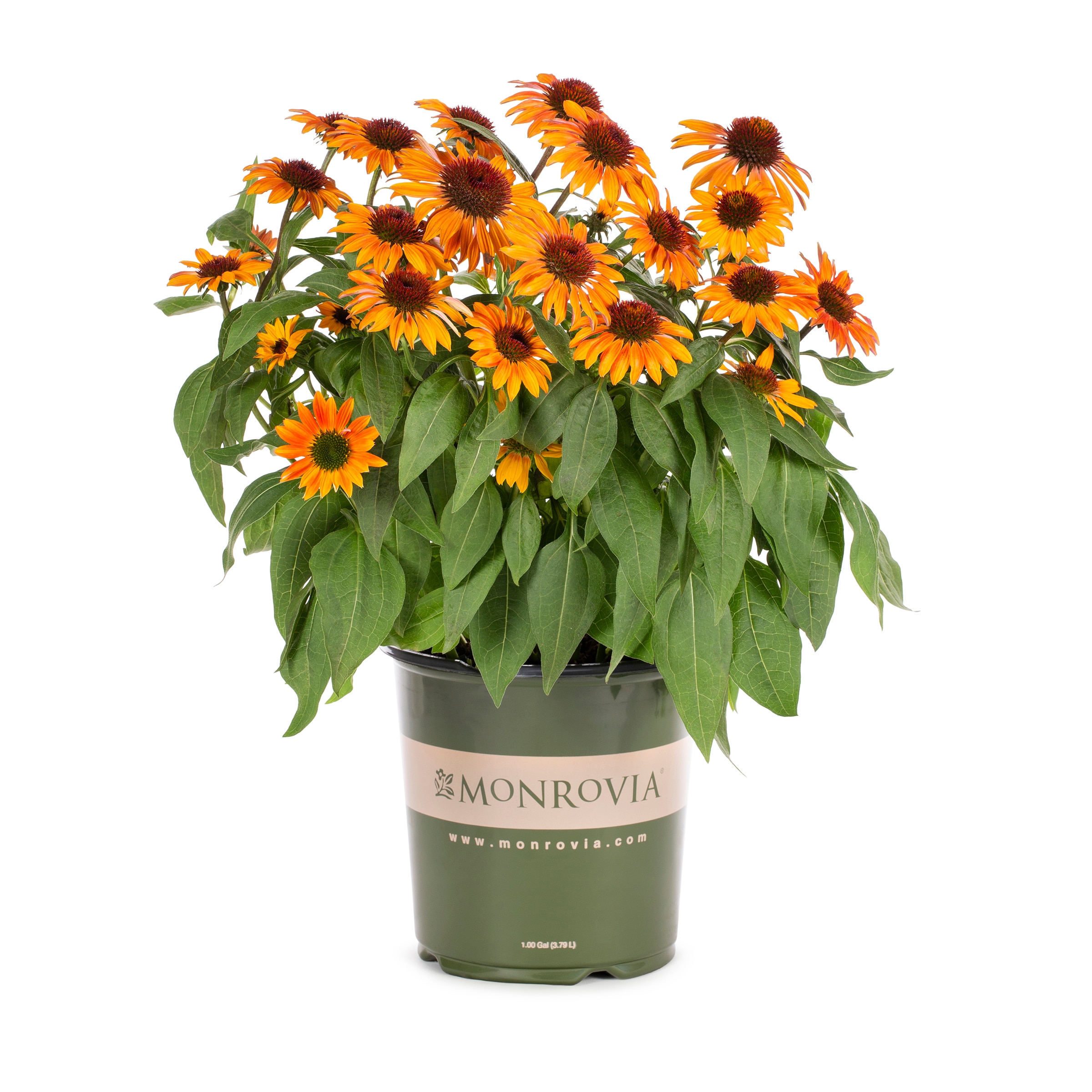 Monrovia NURSERY Orange Sunseeker Orange Coneflower Plant in 2.50 -Quart Pot 1.0 -Pack