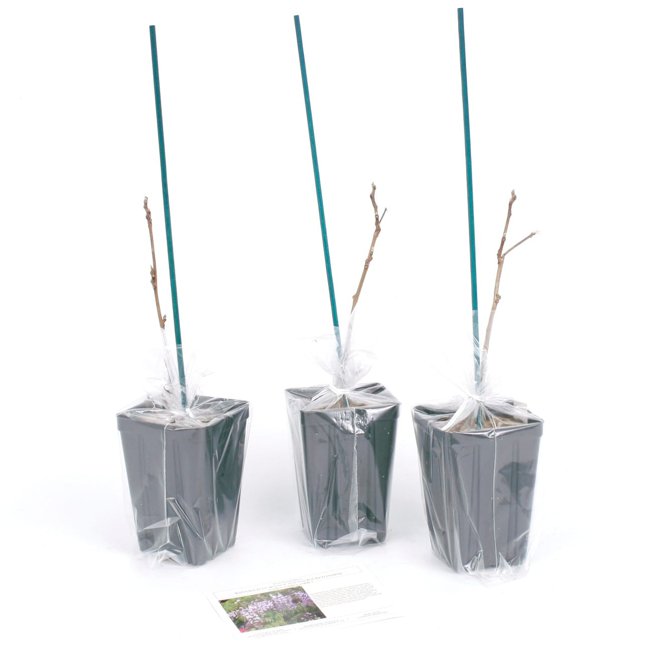 Van Zyverden 82932 Plant-Bulbs - View #8