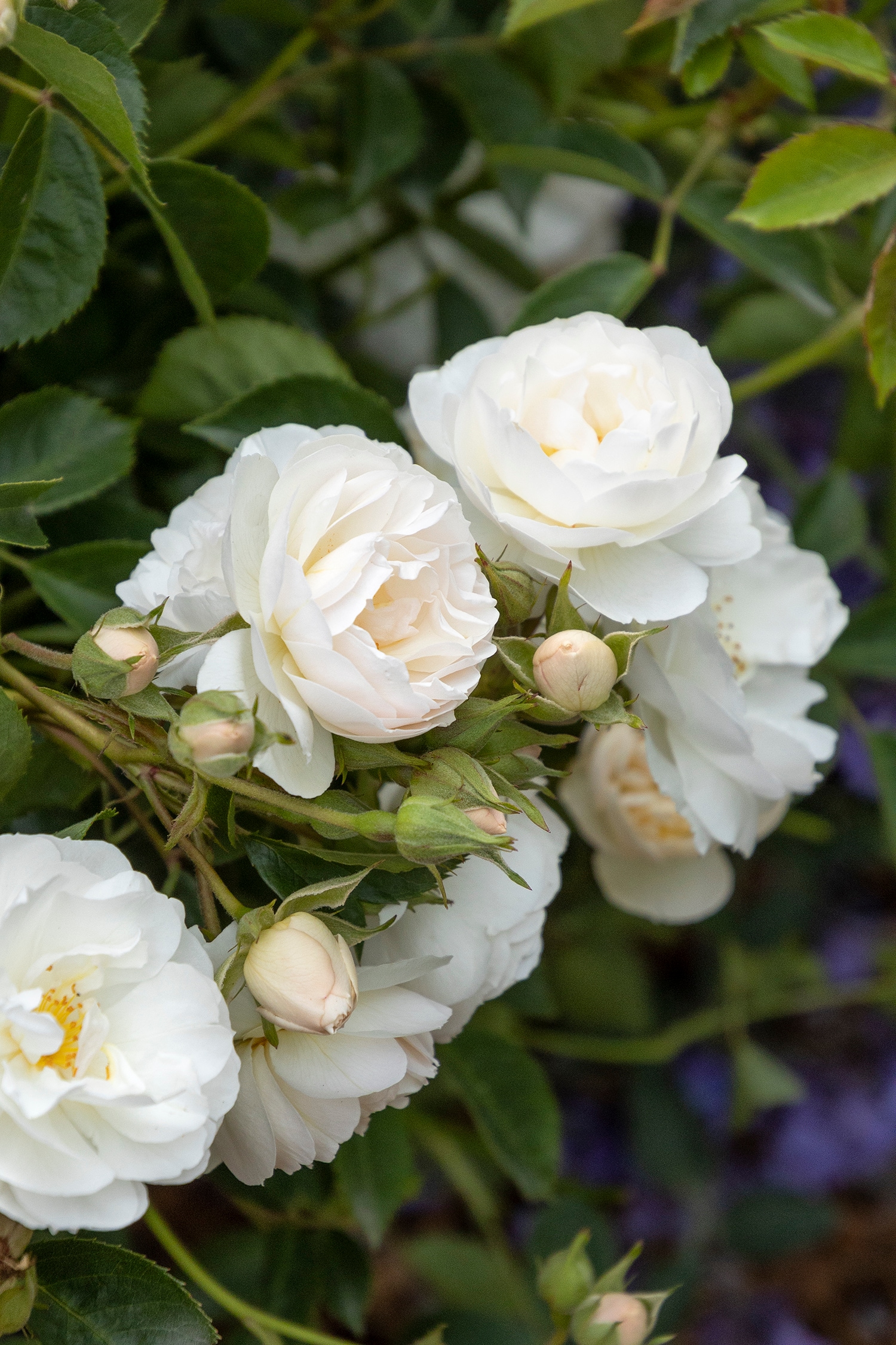 Monrovia 420415PT roses - View #3