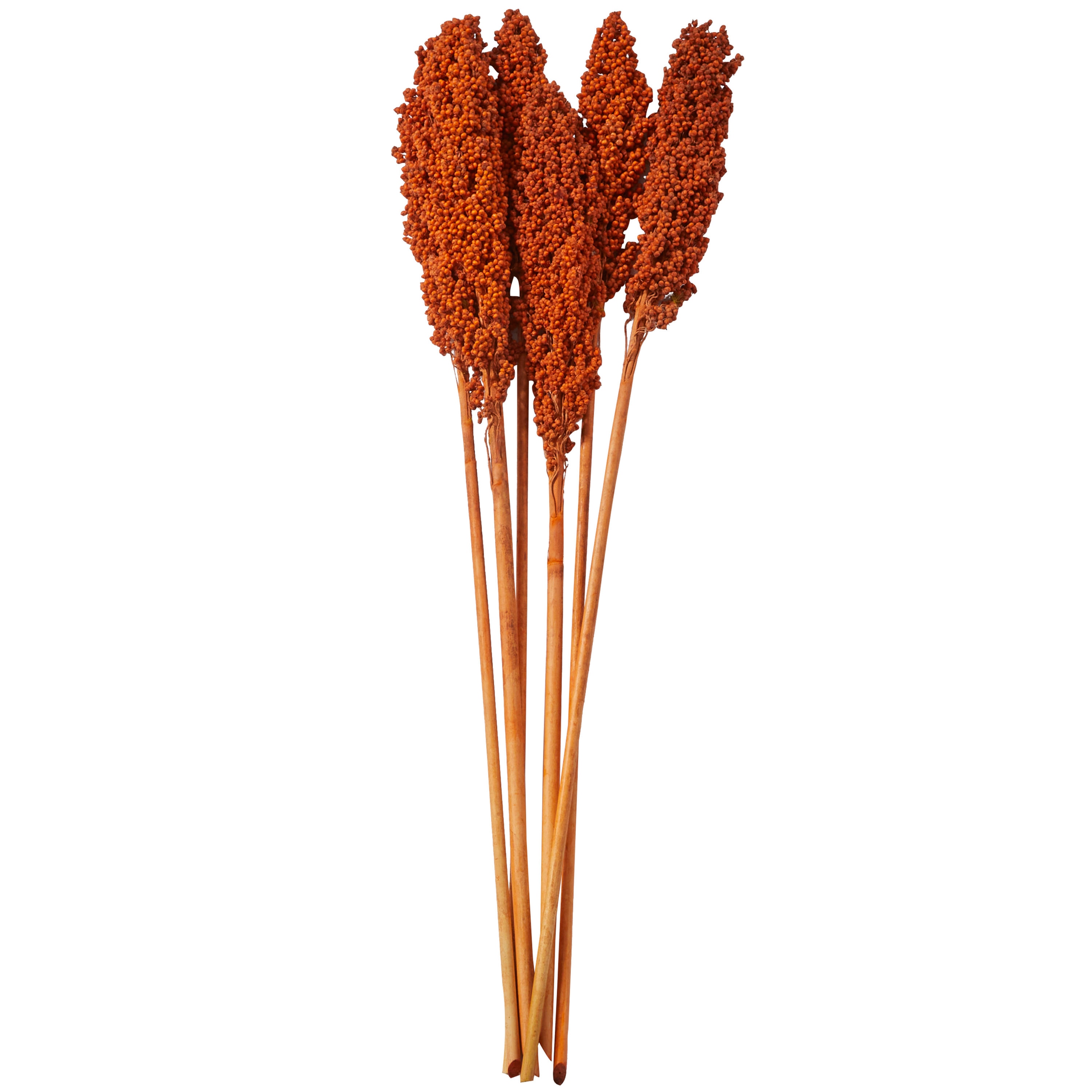 Grayson Lane 30-in Orange with Long Stems Indoor Dried Bouquet ...