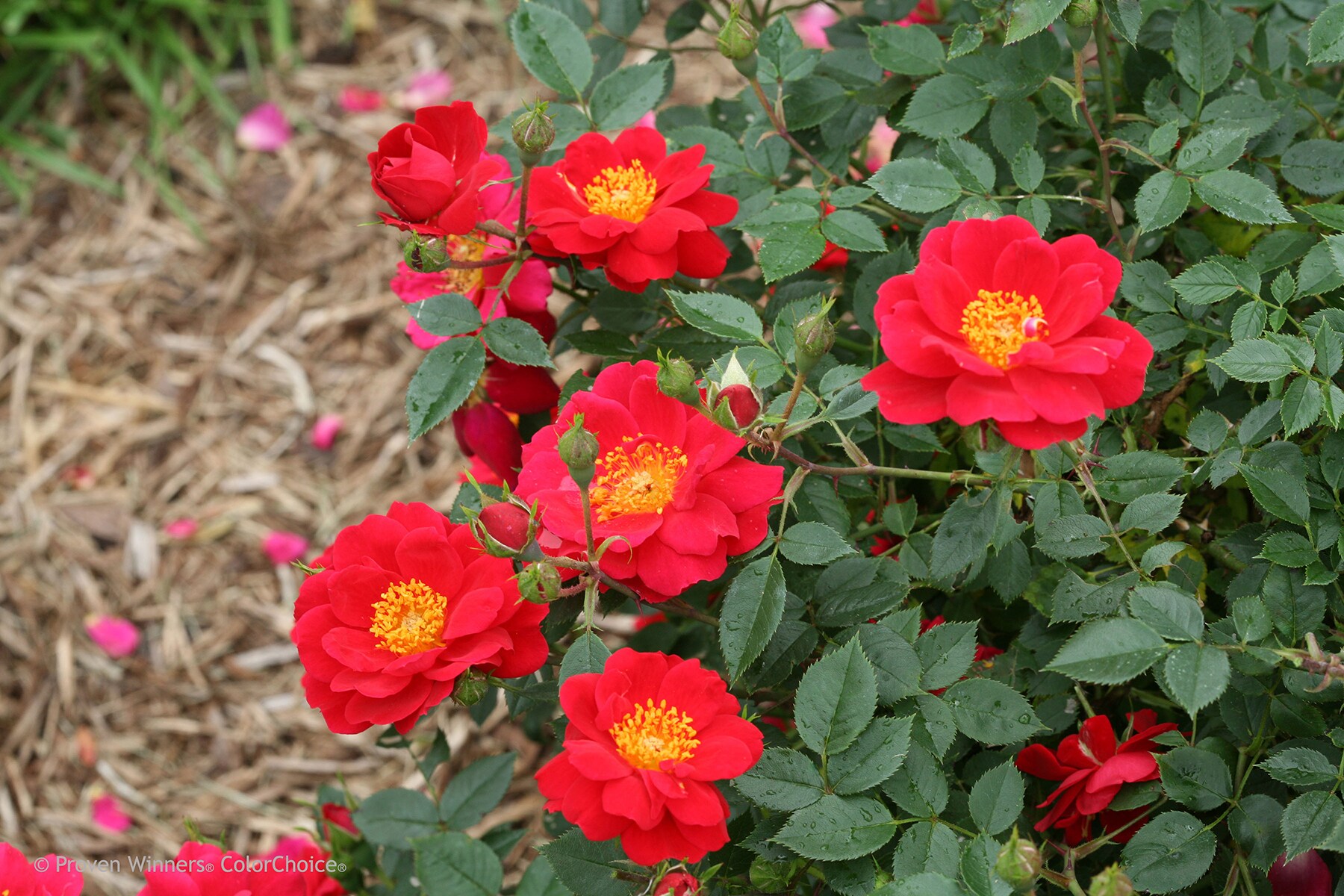Proven Winners ROSPRC1117800 shrubs - View #3