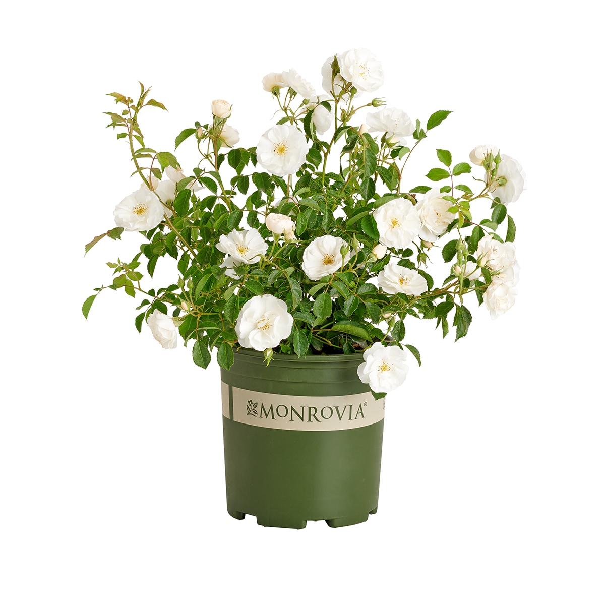 Monrovia White Nitty Gritty Rose 1.73 -Gallon 1 -Pack in Pot #KT11242041000200000