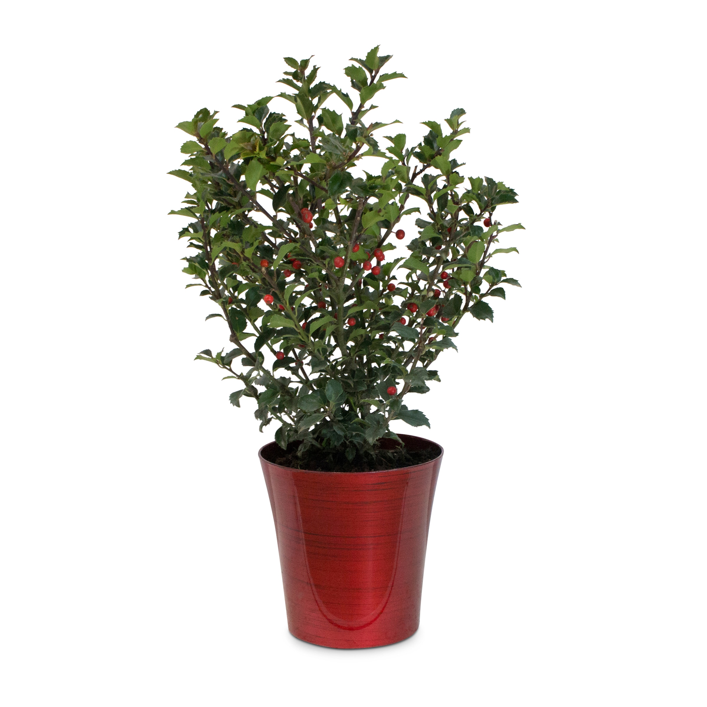 Holiday Living Holly In 2.5-quart In The Annuals Department At Lowes.com