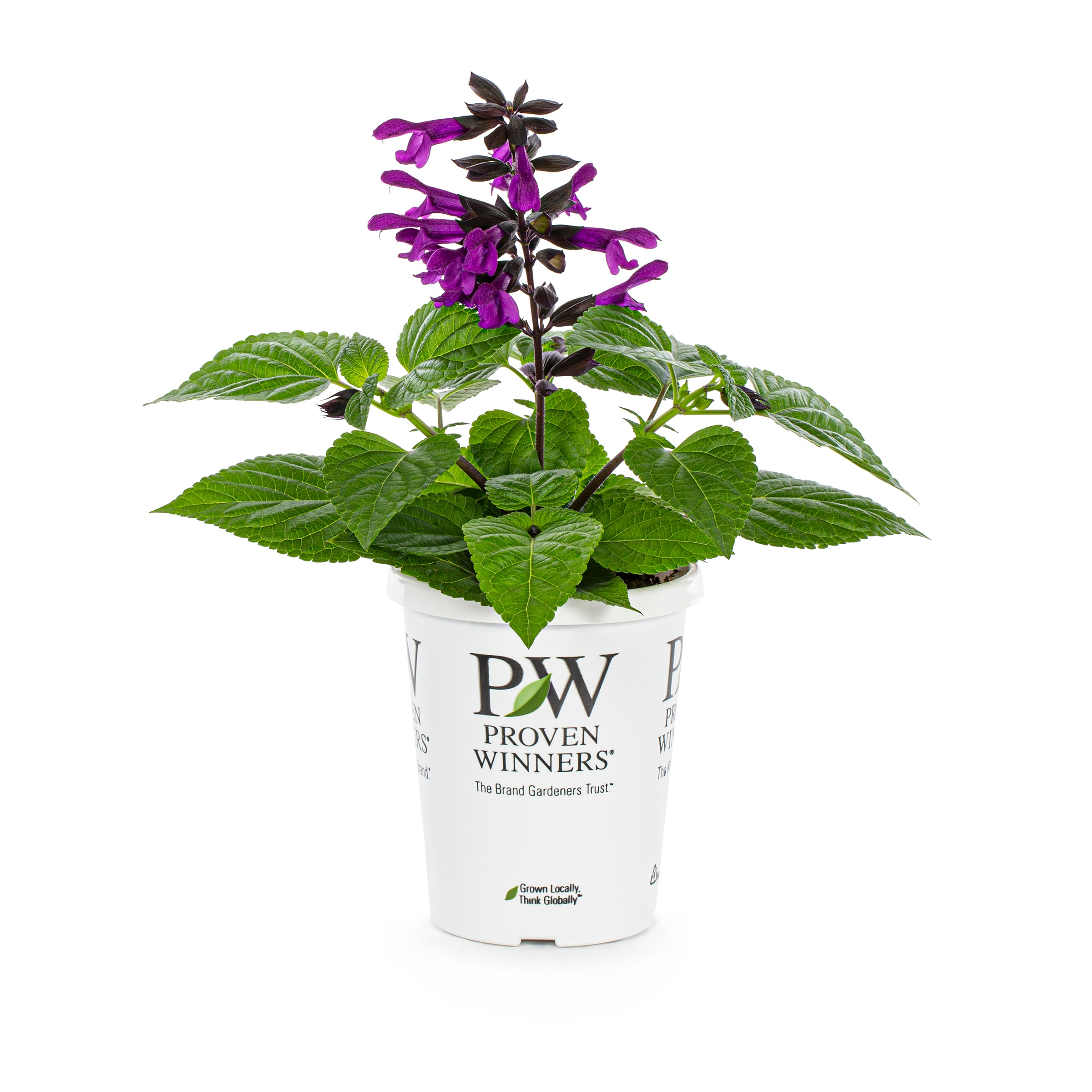 Lowe's Salvia Plant in 2.5-Quart in the Perennials department at Lowes.com