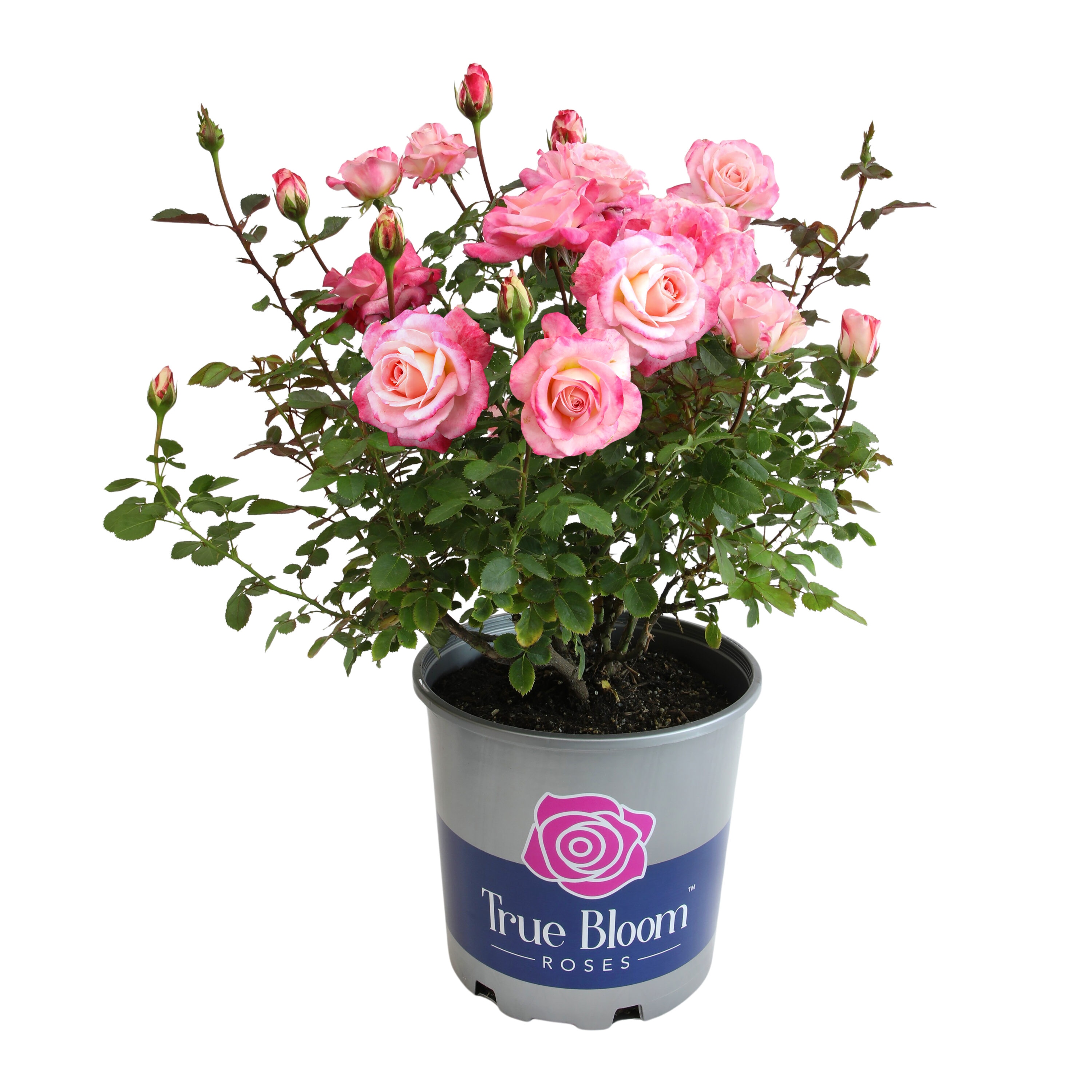Altman Plants 0881517 Pink True Bloom True Bliss Rose 8 -Quart 1 -Pack in Pot