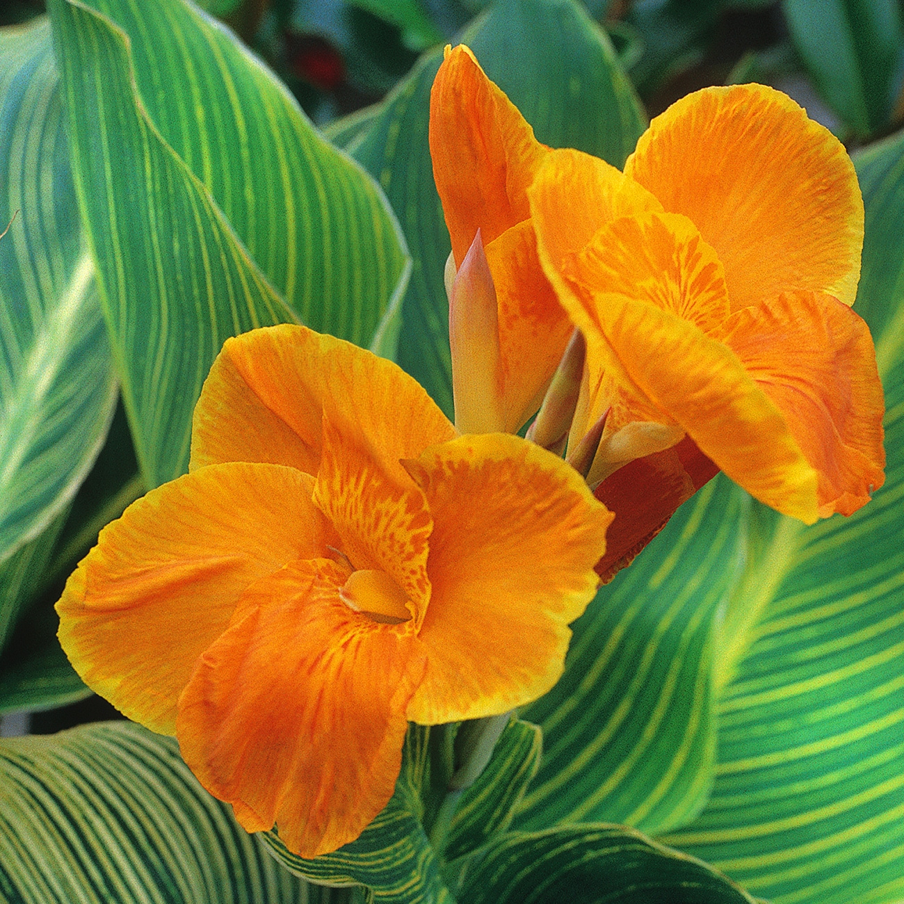 Van Zyverden 83652 Yellow Canna Bulbs 3 Count