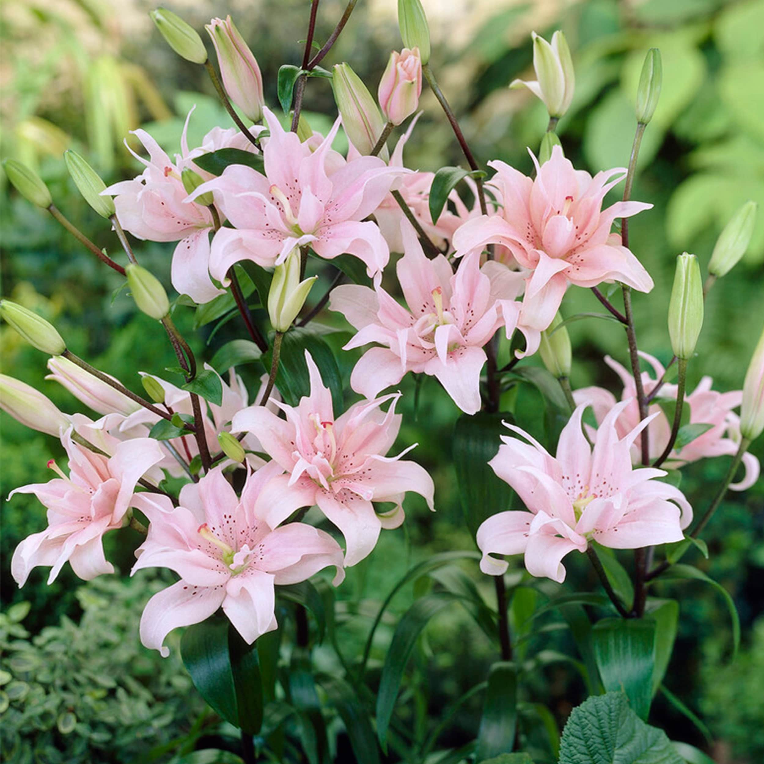 Garden State Bulb ECS-55-30-03 Plant-Bulbs - View #8