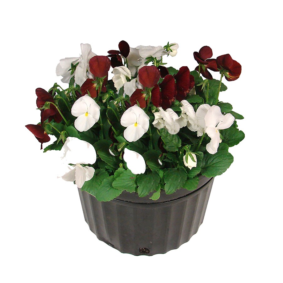 Lowe's Multicolor Pansy in 2.5-Quart Pot in the Annuals department