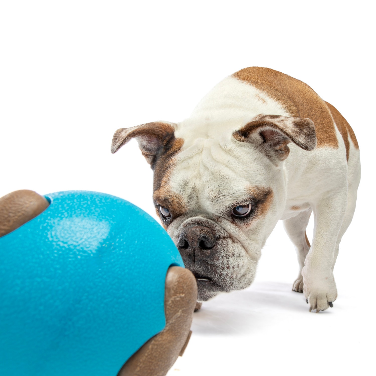 GURU G0850048425200 Dog-Toys - View #7