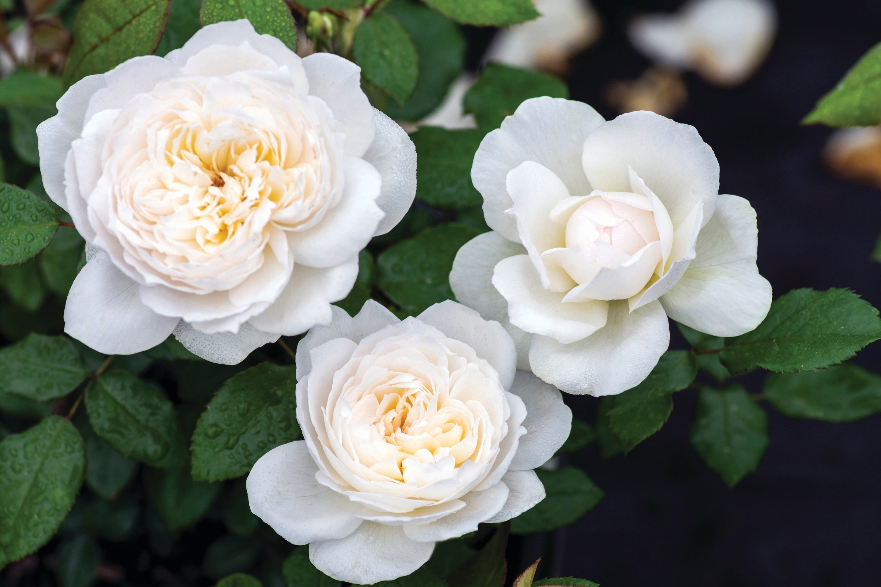 Lowe's 13ROS2BOL roses - View #2