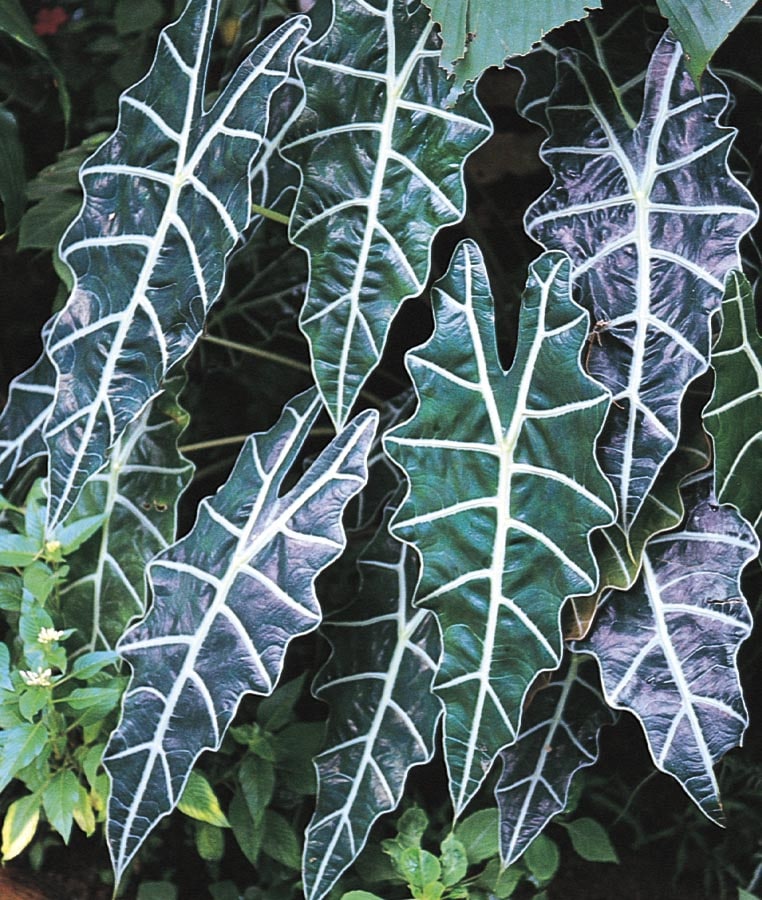 Lowe's NURSERY Alocasia House plant in
