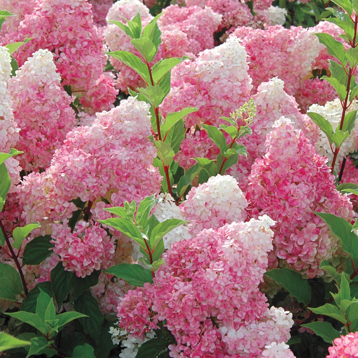 Spring Hill Nurseries Flowering Strawberry Sundae Hydrangea Feature Shrub in 2.25 -Gallon Pot 1.0 -Pack with White Blooms