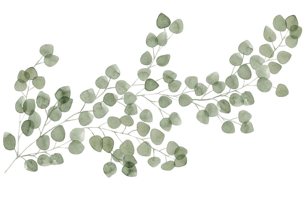 Hanging Eucalyptus Greenery Wall Stickers Vines Leaves Decals, LF310 –  StickersForLife