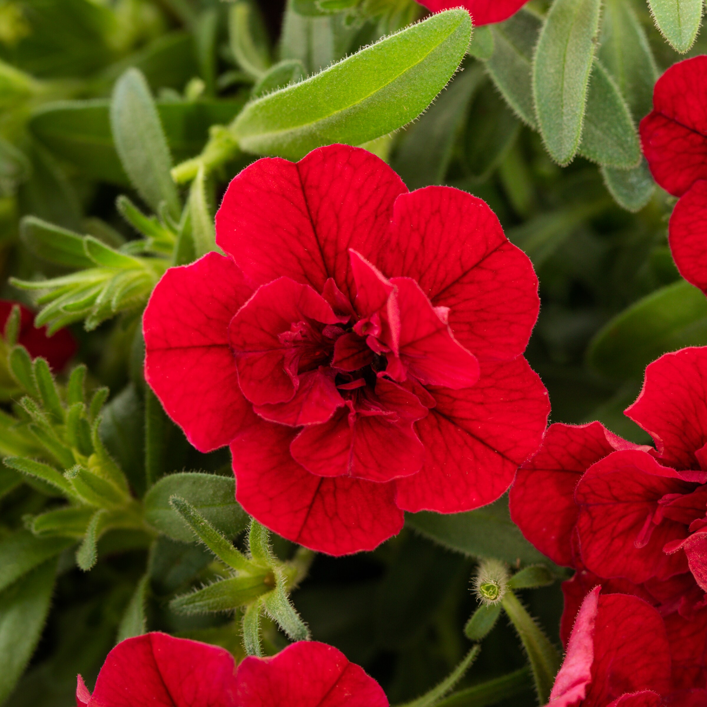 Monrovia 79147 annuals - View #2