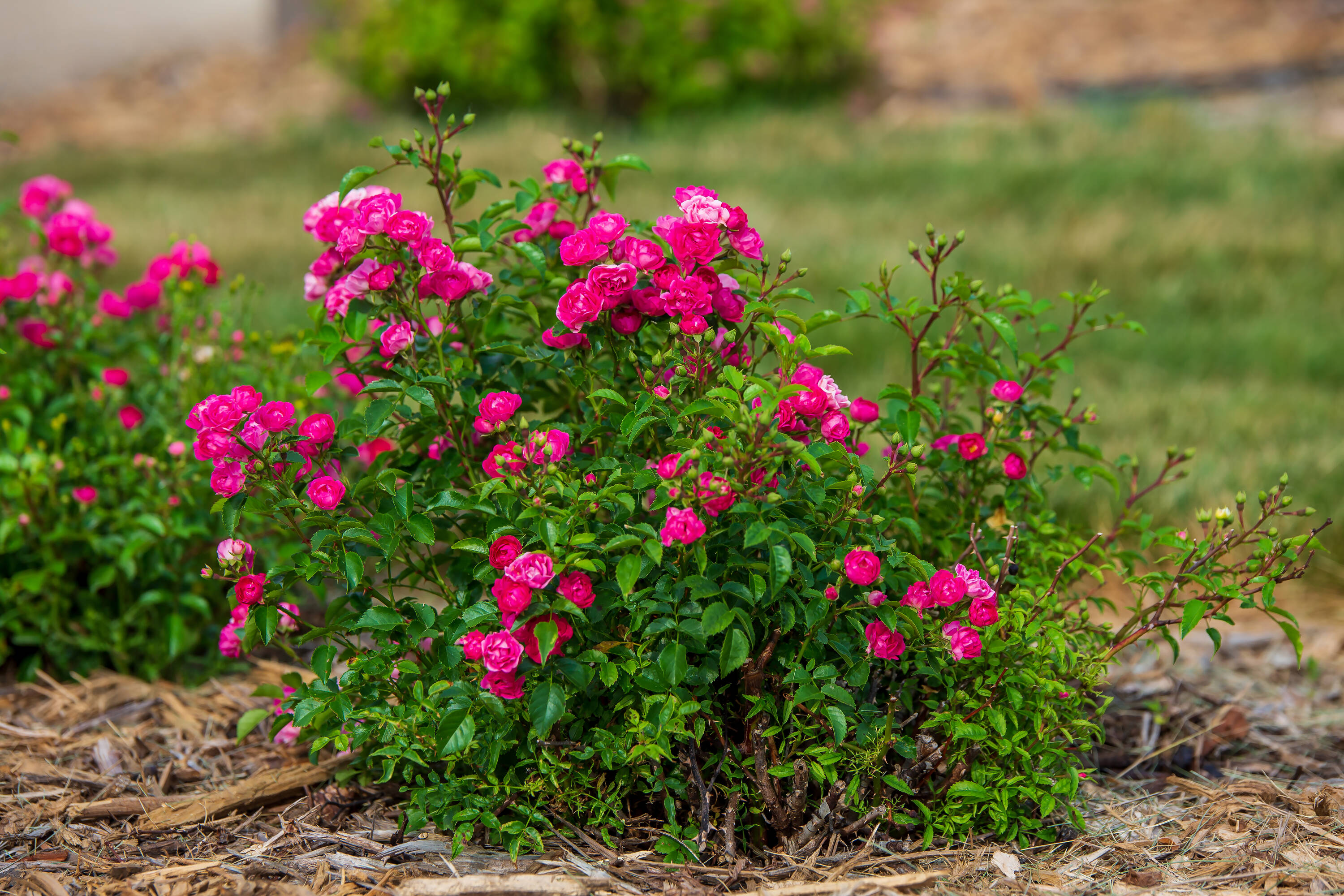 Lowe's NURSERY roses - View #3