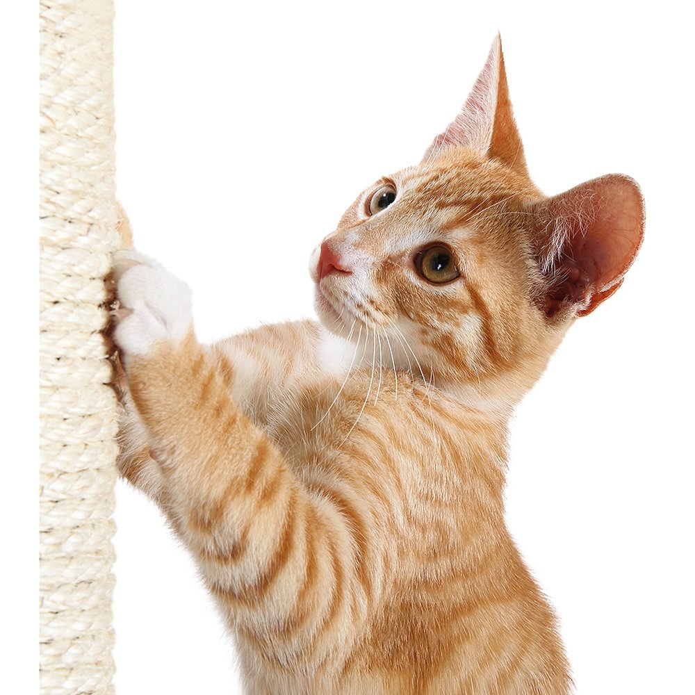 TRIXIE 43781 Cat-Trees - View #4