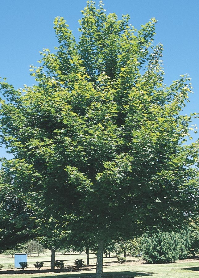  NURSERY 12.07-Gallon Red Shade Tree Fairview Flame Maple In Pot (With Soil)