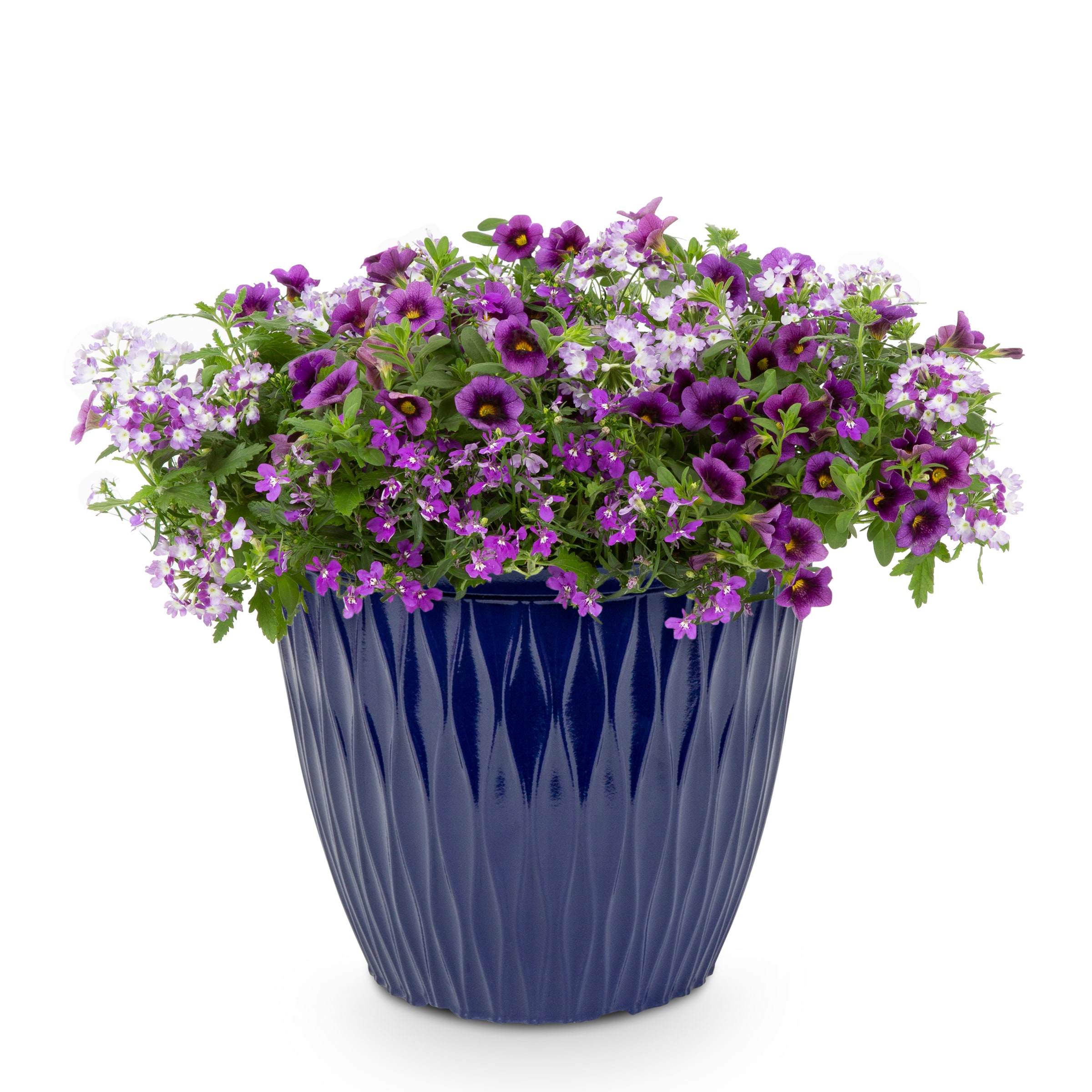Proven Winners 1497685 annuals - View #4