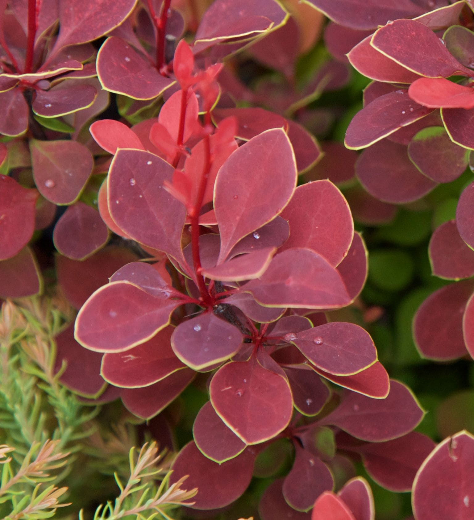 Southern Living Plant Collection 04332-1 shrubs - View #2