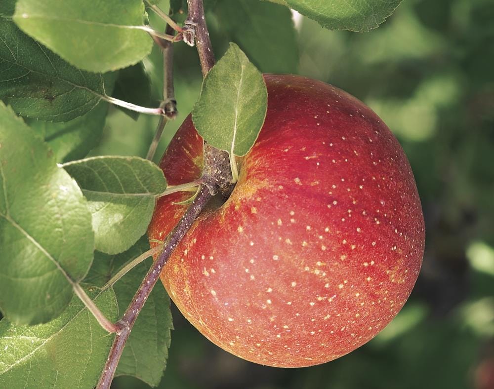 Malus Braeburn Fruit Tree 1 x 9cm Pot Hayloft Braeburn Apple