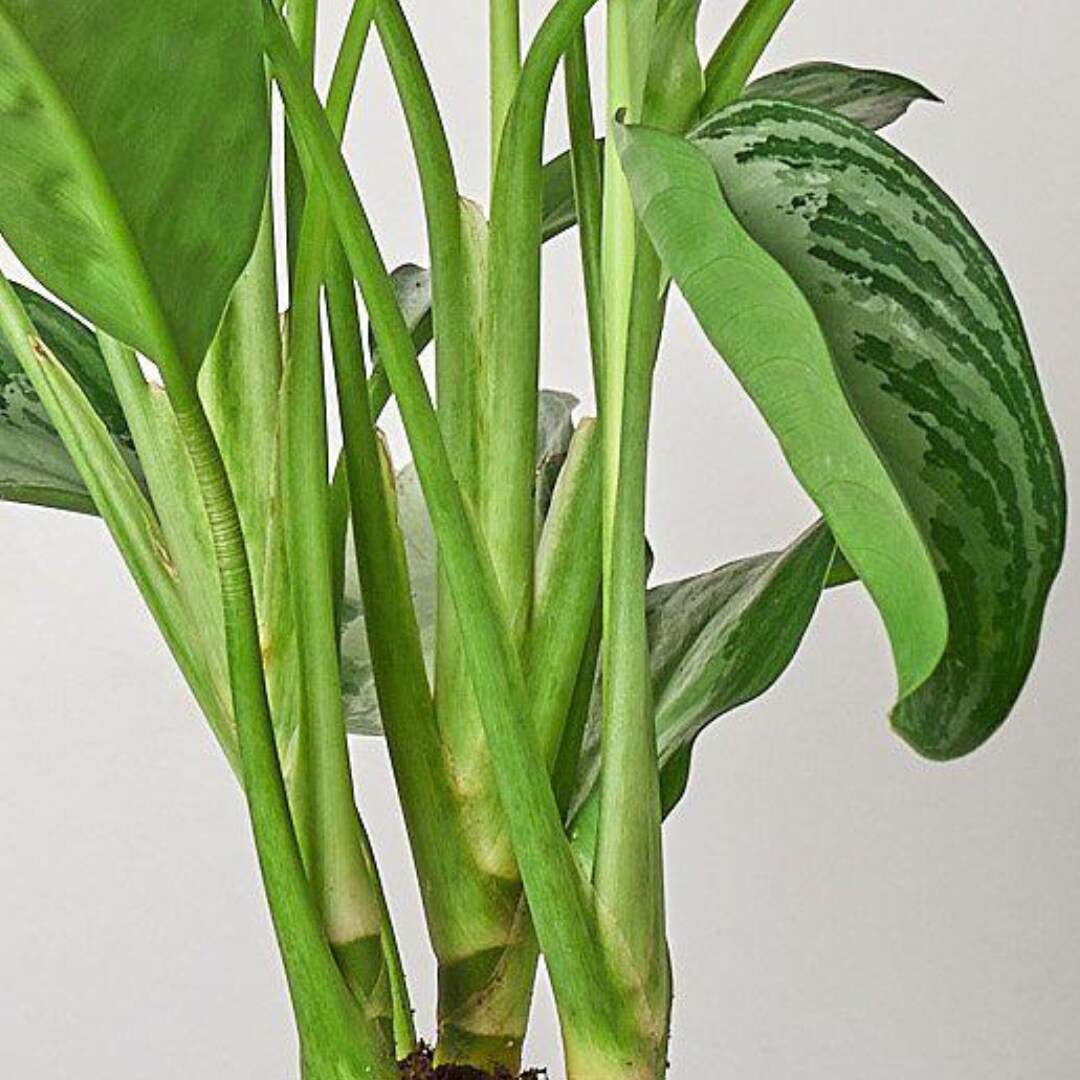House Plant Shop 6-CH.EVERGREEN-SILVE hseplants - View #2