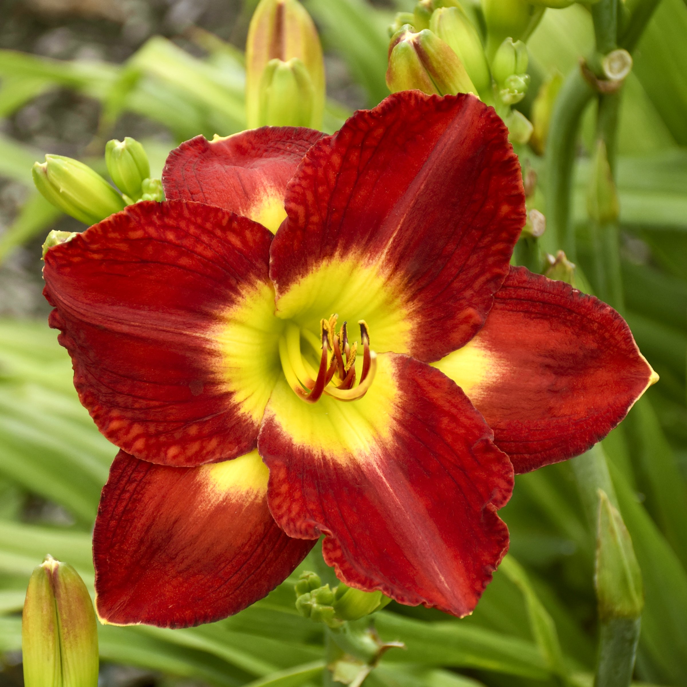 National Plant Network LW2611 perennials - View #3