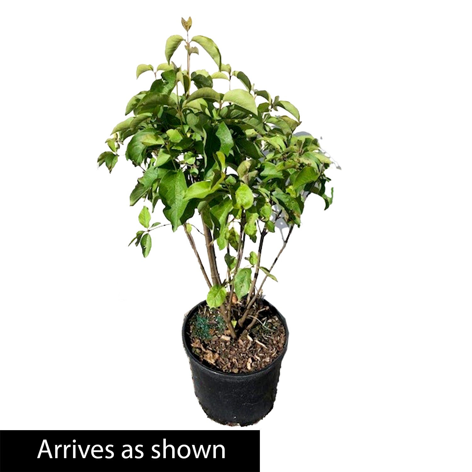 Gurney's Seed and Nursery 90130 shrubs - View #4