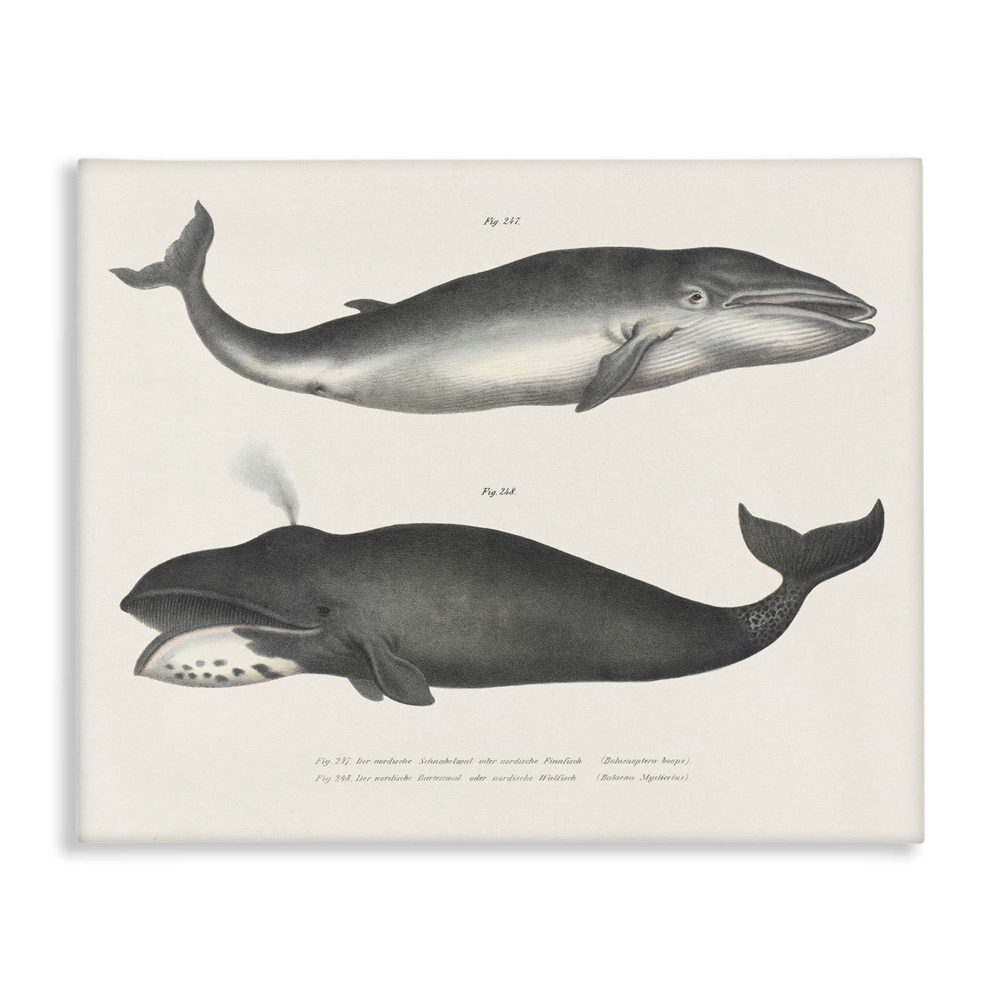 Stupell Industries BT-456-CN-16X20 Vintage Whale Study Diagrams Canvas Wall Art By Phillipa Katz 20 x 16