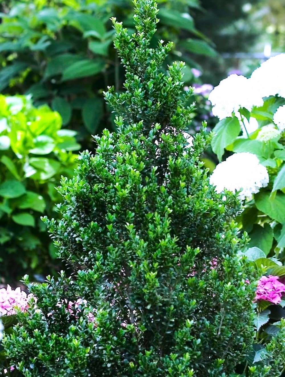 Proven Winners O47822W shrubs - View #2