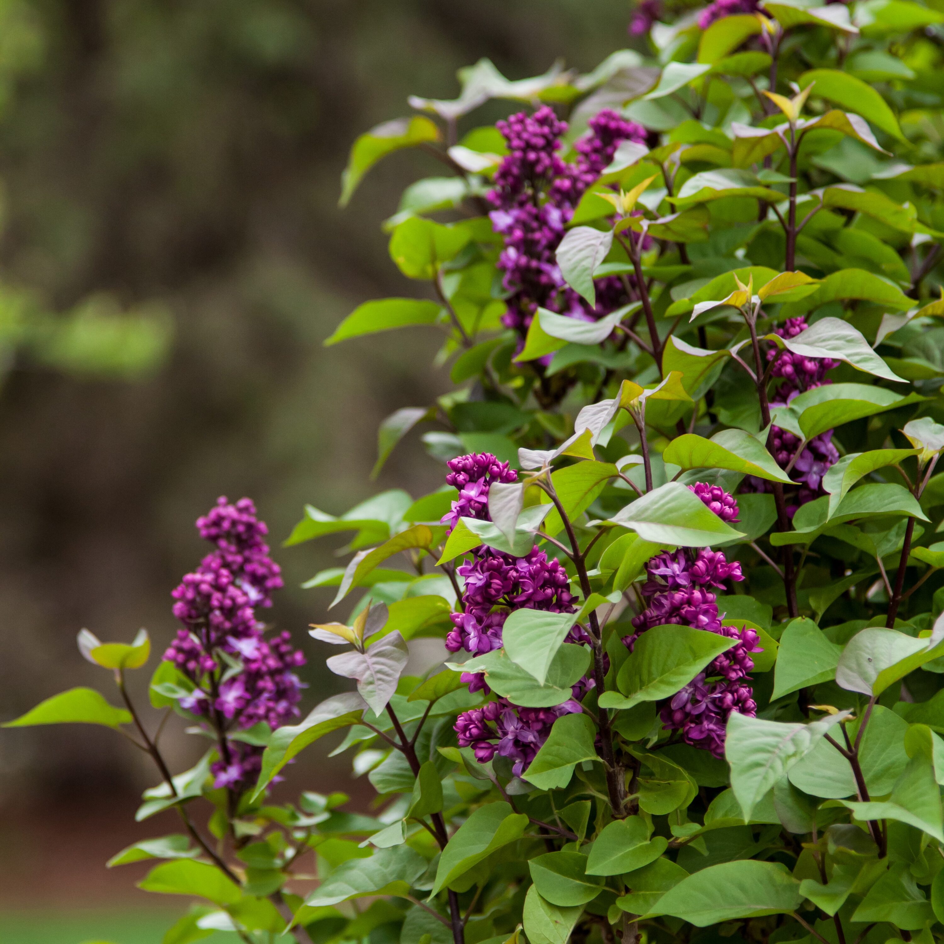 Lowe's NURSERY shrubs - View #4