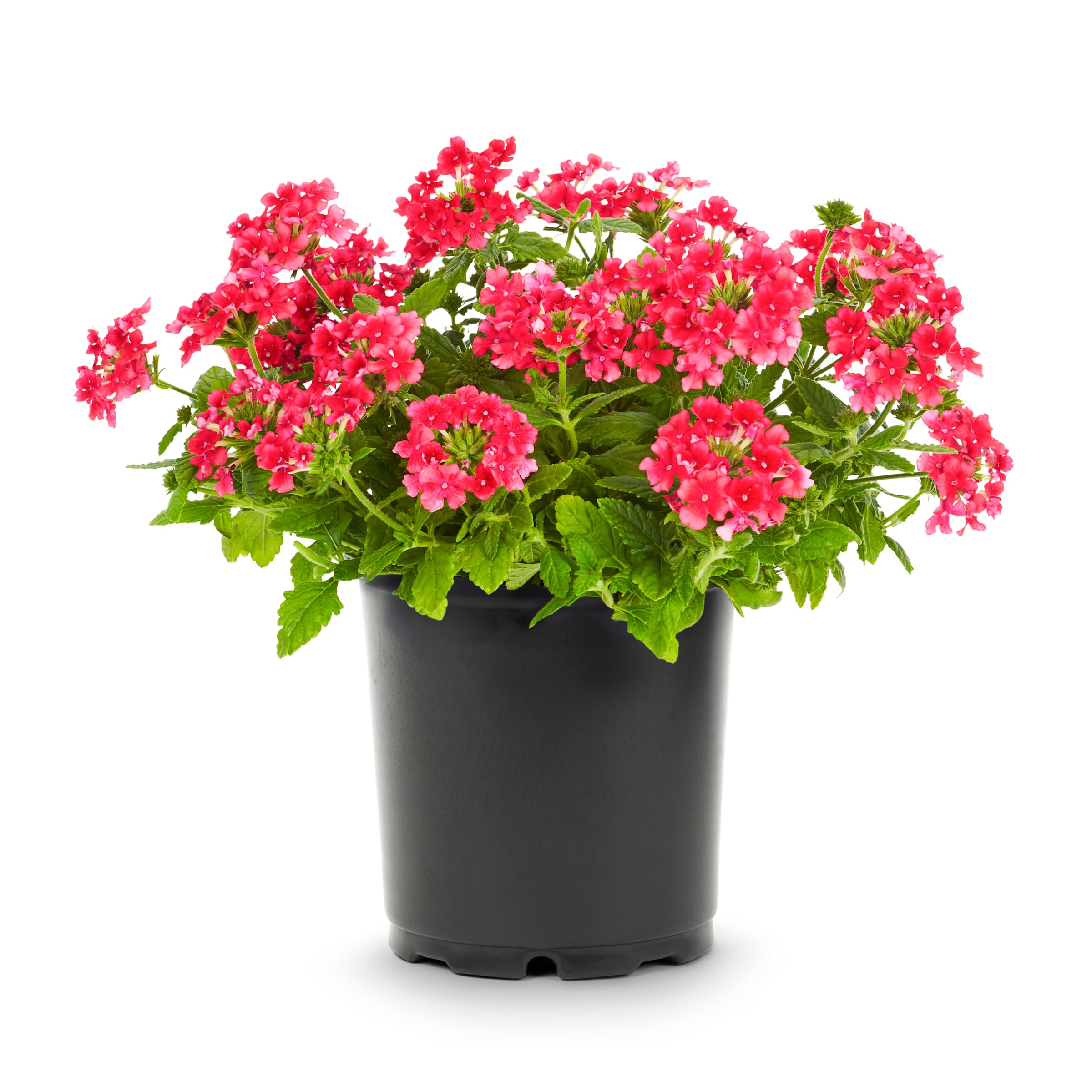 Lowe's 93962 annuals - View #3