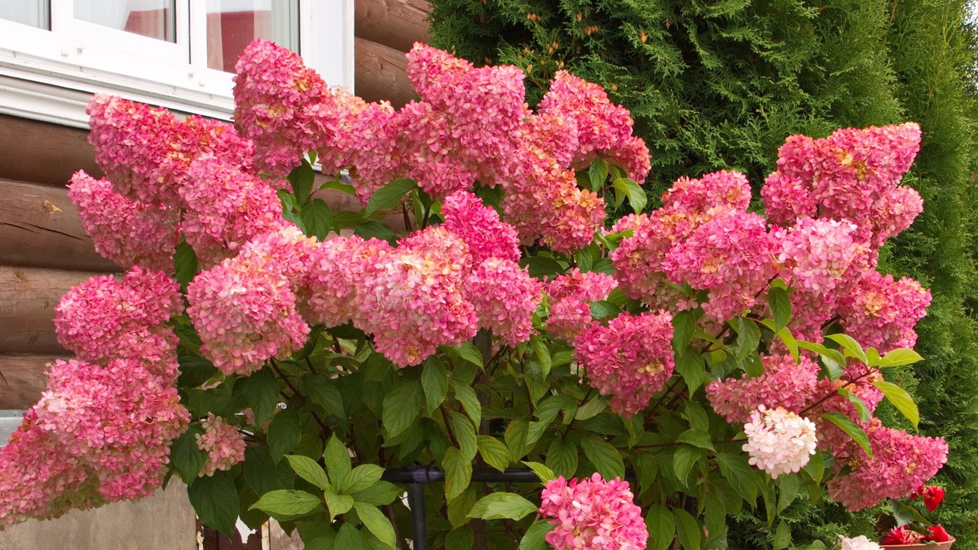 National Plant Network LW1343 shrubs - View #3