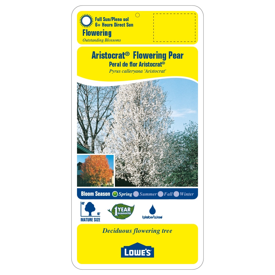 Lowe's NURSERY trees - View #3