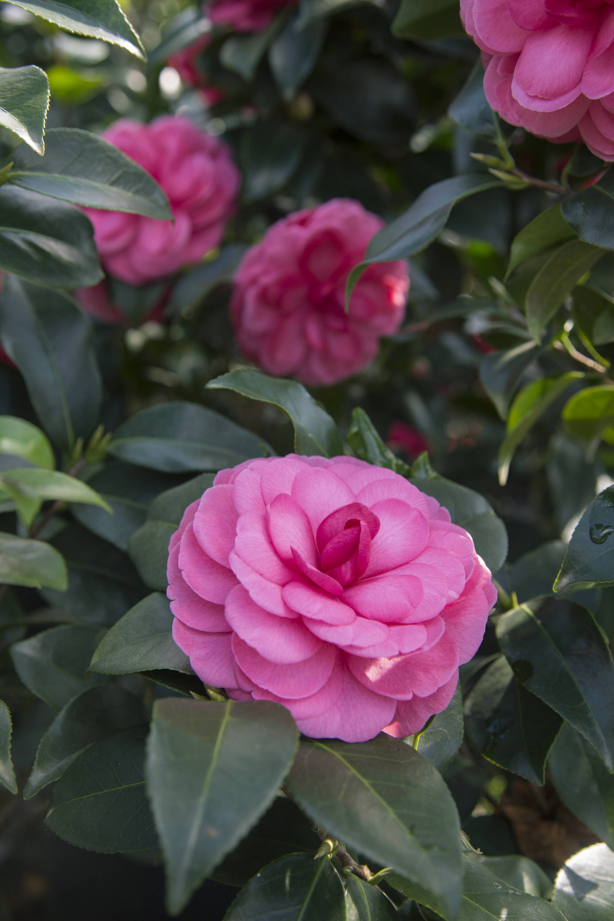 Southern Living 2.5 -Quart Early Wonder Camellia Flowering Shrub with ...