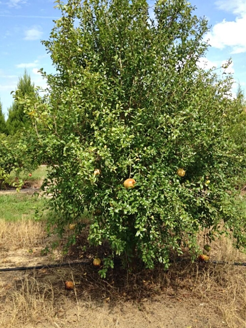 Southern Planters POMAZA01G Fruit-Plants - View #3