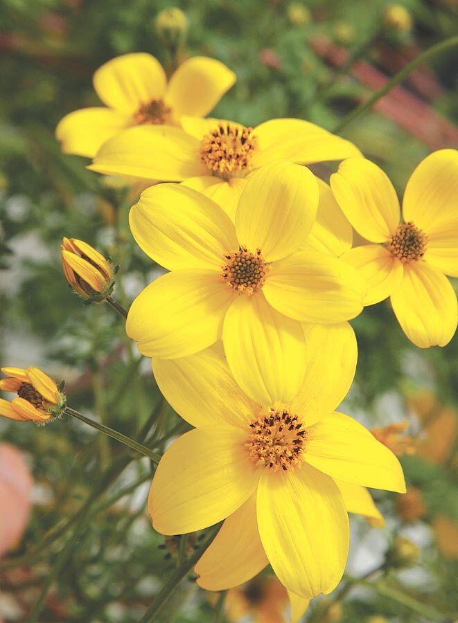 Ferry-Morse NURSERY Yellow Golden Eye Bidens in