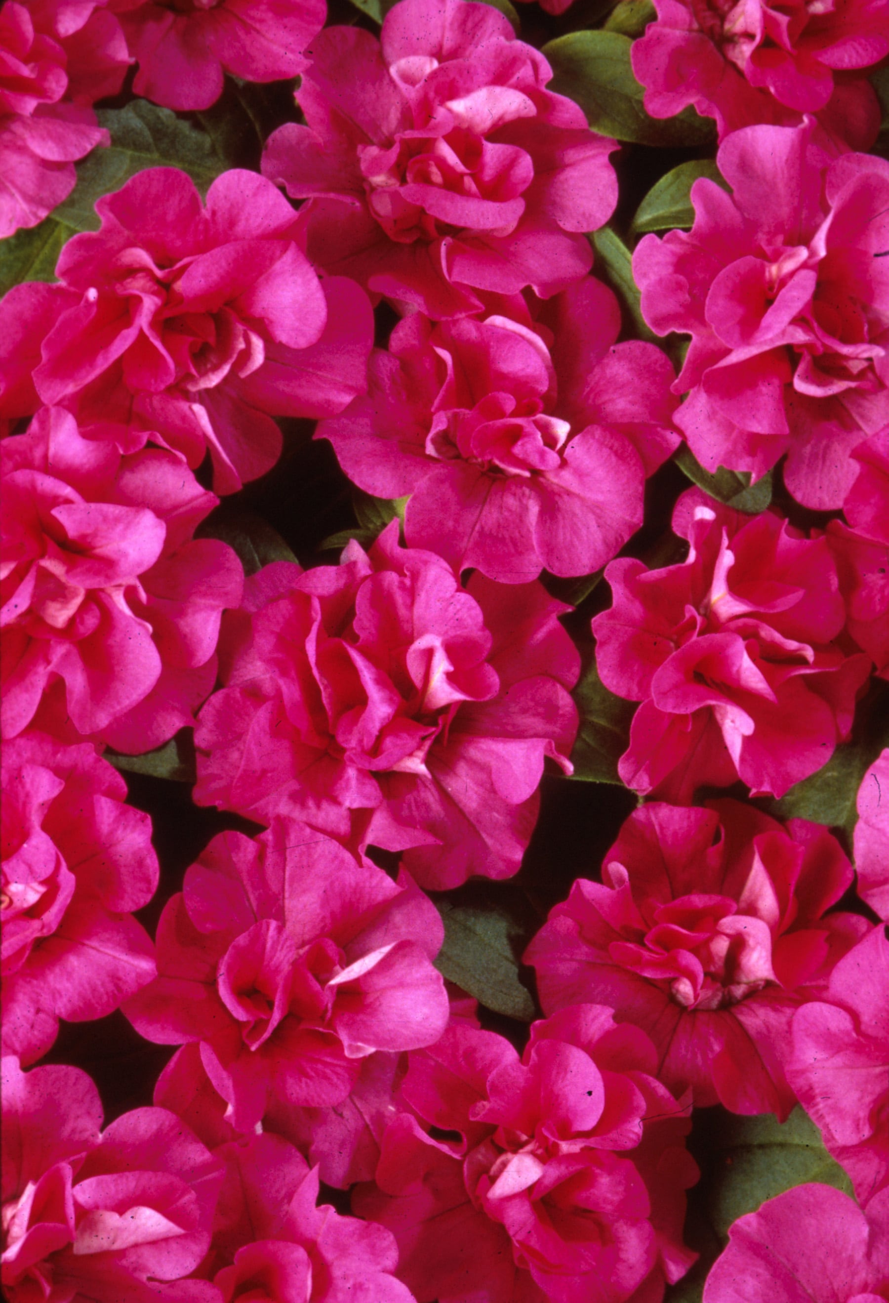 Lowe's NURSERY annuals - View #3