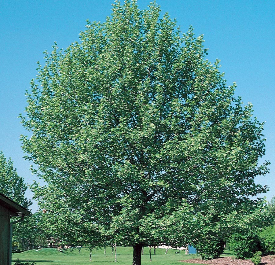  NURSERY 5.98-Gallon Yellow Shade Tree Bloodgood London Planetree In Pot (With Soil)