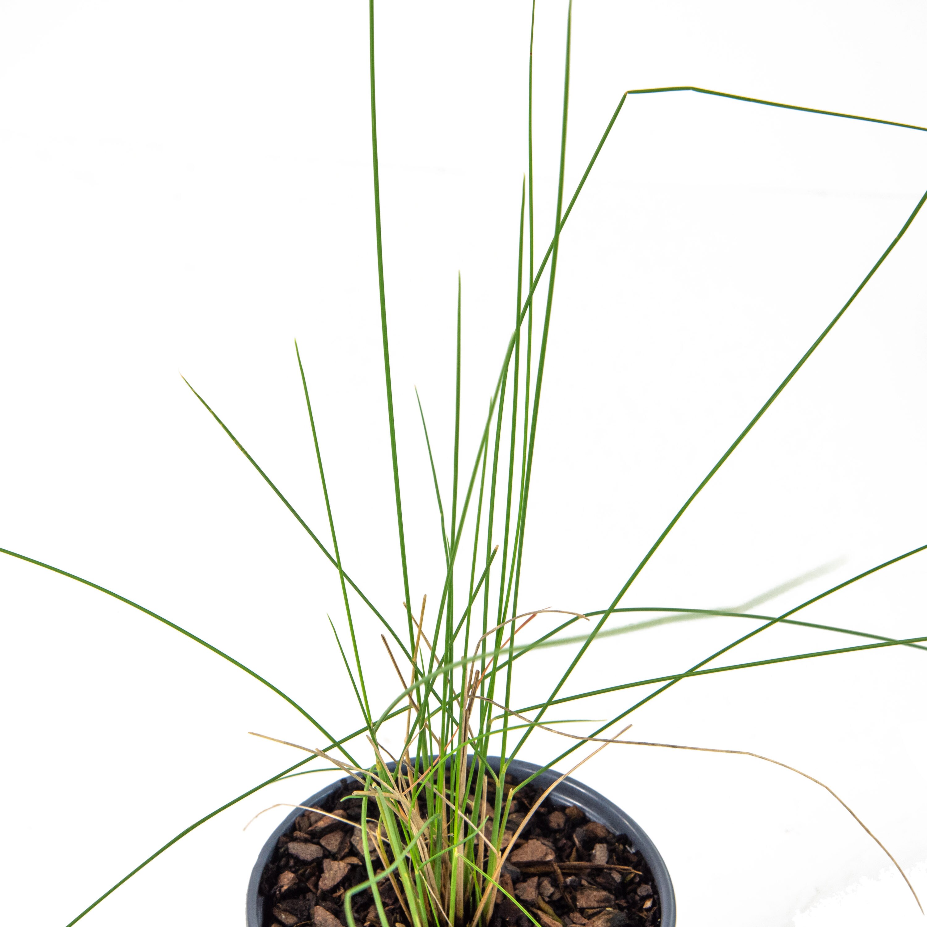 National Plant Network LW1131 Ornamental-Grasses - View #2