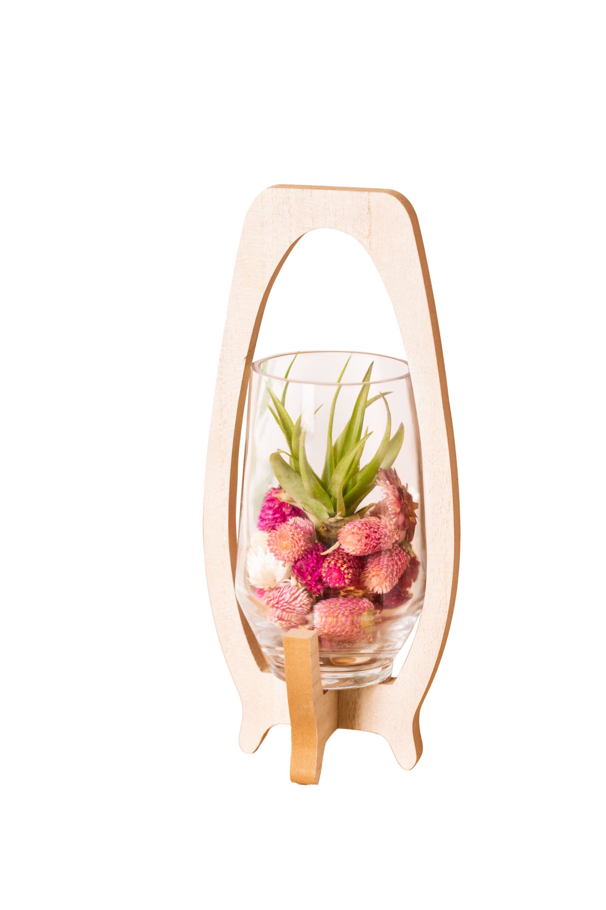 LiveTrends ASB05664 Iridescent House plant in 1 Pack Terrarium 1.0 -Pack