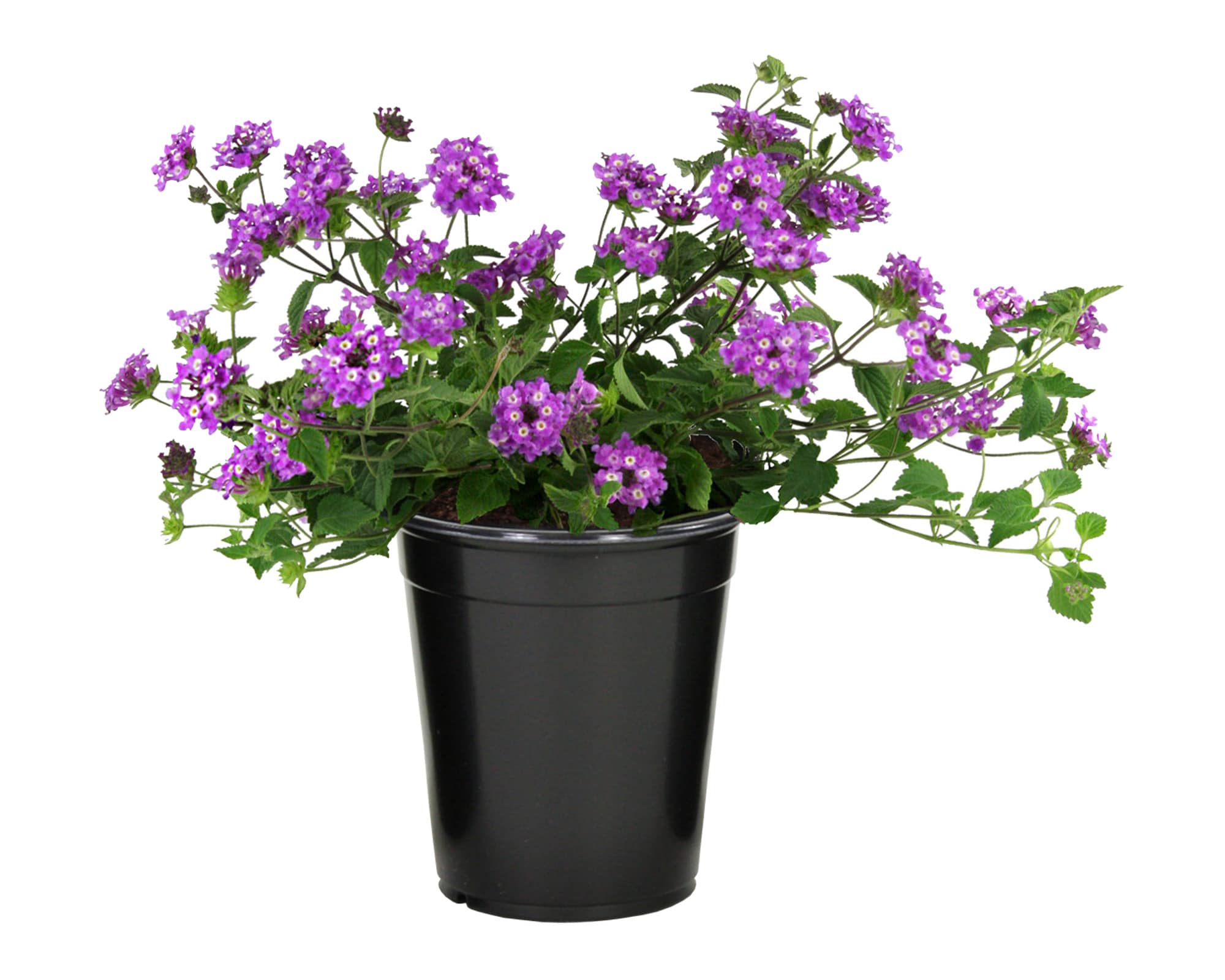 Altman Plants 0881247 perennials - View #7