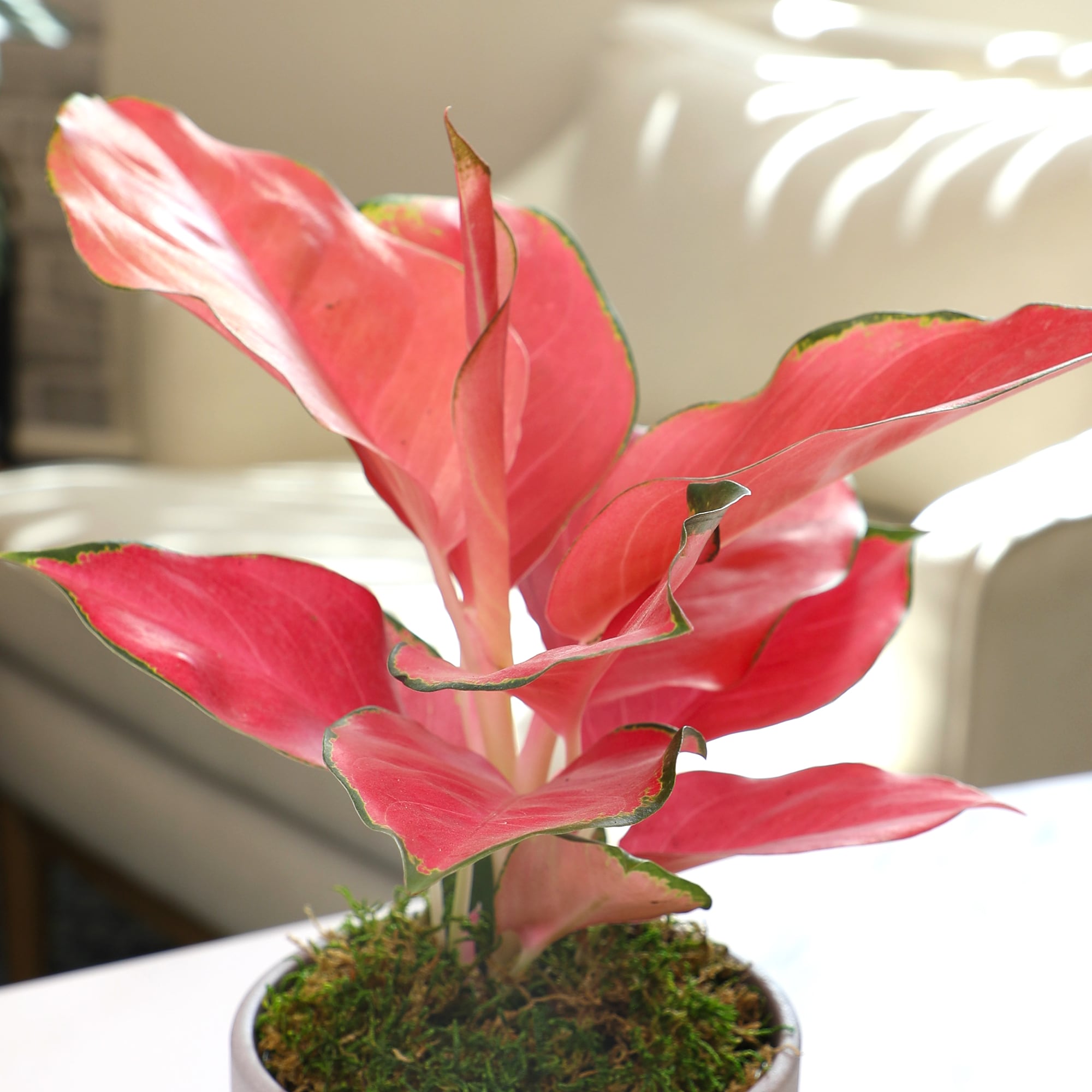 Altman Plants 0873079 hseplants - View #3