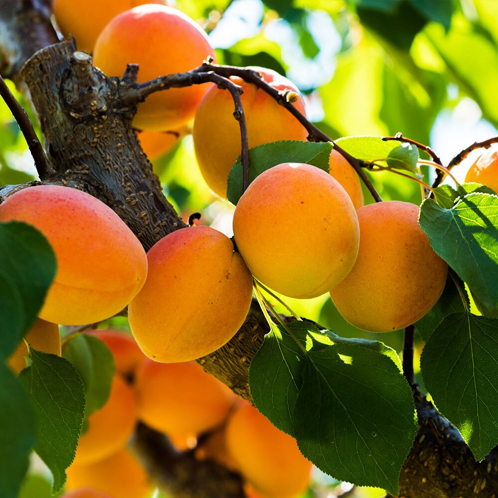 Brighter Blooms 16514 Fruit-Plants - View #2